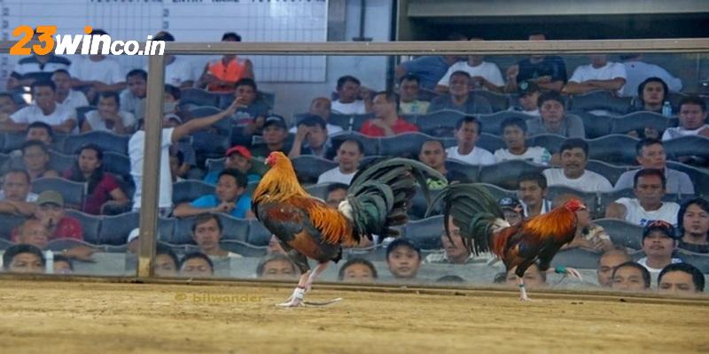 23WIN phát trực tiếp hàng loạt trận đá gà Campuchia kịch tính