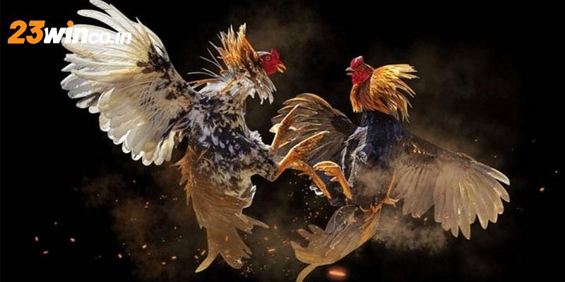 Đá gà đòn mang đến những trận chiến đầy cảm xúc và mãn nhãn