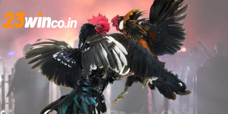 Học hỏi kinh nghiệm đá gà từ thực tế