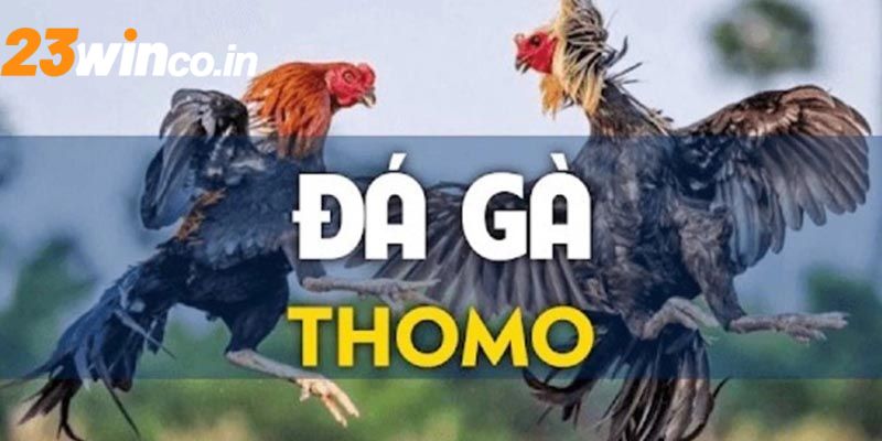 Những thông tin cần nắm rõ về hình thức đá gà Thomo