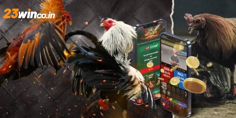 Tham gia cá cược đá gà Campuchia tiện lợi tại nhà cái