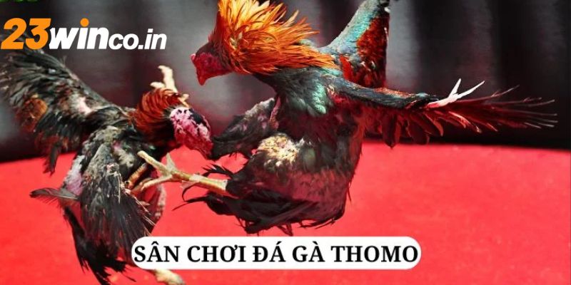 Thời gian thi đấu của một trận đá gà Thomo được nhiều người quan tâm