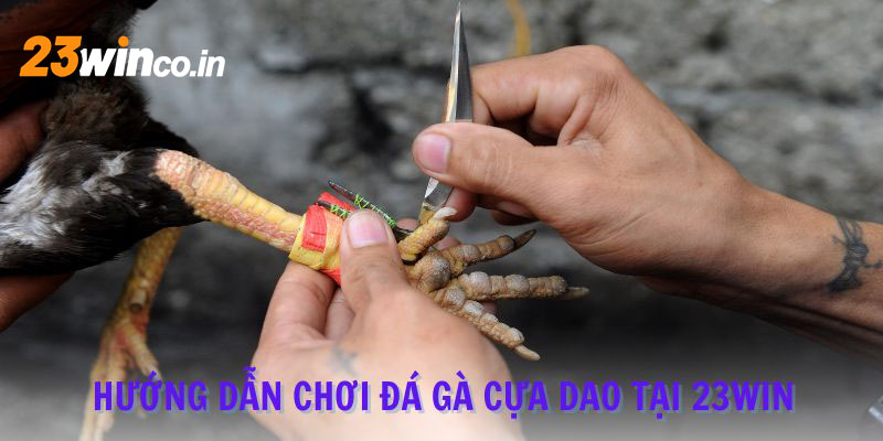 Đá gà thu hút đông đảo các cược thủ trải nghiệm