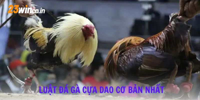 Luật đá gà cựa dao cơ bản nhất