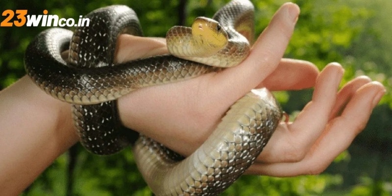 Luận giải tình huống chiêm bao gặp rắn