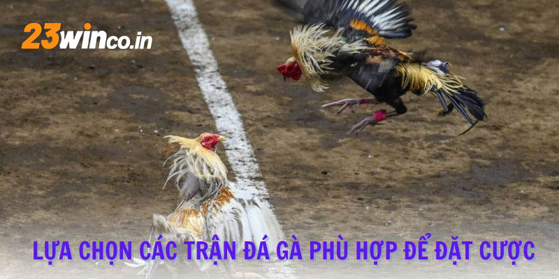 Lựa chọn các trận đá gà phù hợp để đặt cược