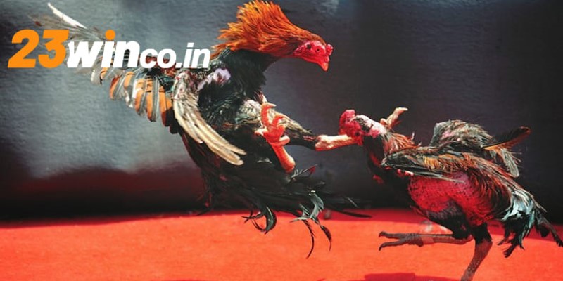 Lưu ý quan trọng khi áp dụng các bí quyết chơi đá gà