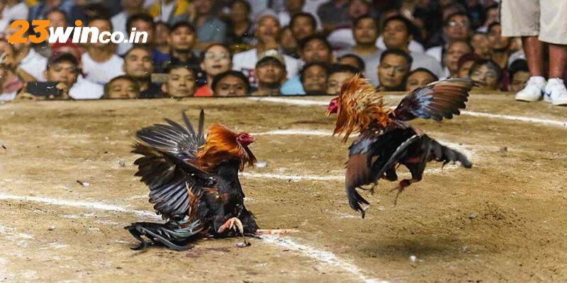 Những hình thức cá cược tại sảnh chơi đá gà của 23WIN