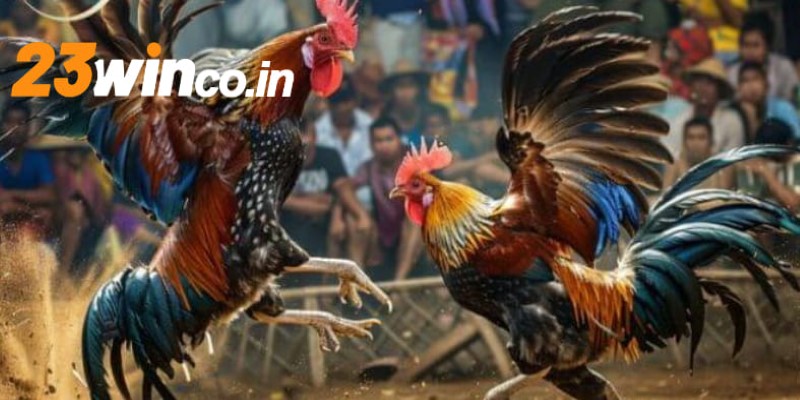 Thông tin về trò chơi đá gà tại 23WIN