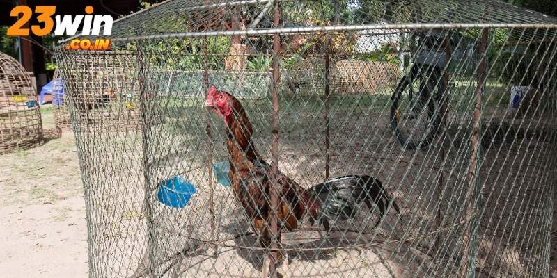 Bí quyết về chế độ chăm sóc gà lâu bền, mạnh khỏe