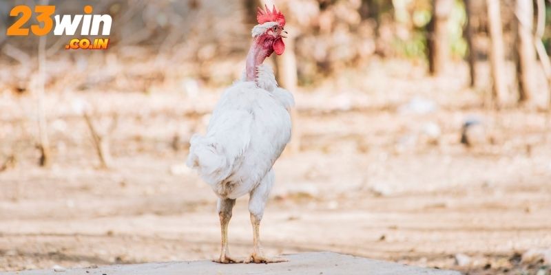 Bỏ túi kỹ thuật huấn luyện giúp gà khỏe và uy lực hơn