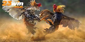 Giảm cân giúp gà chọi thi đấu tốt hơn