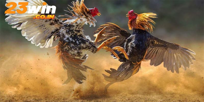 Giảm cân giúp gà chọi thi đấu tốt hơn