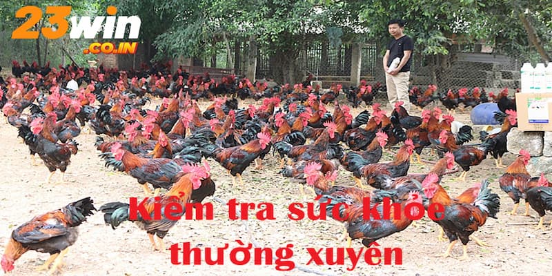 Kiểm tra sức khỏe gà đều đặn