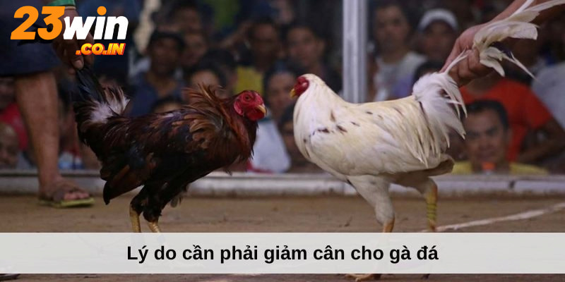 Lý do cần phải giảm cân cho gà đá của bạn