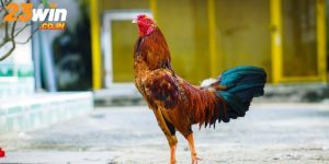 Cách Nuôi Gà Đá Chuẩn Chỉnh, Hiệu Quả Từ Các Bậc Tiền Bối