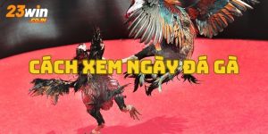 Cách Xem Ngày Đá Gà Chuẩn Nhất Cho Người Chơi 2024