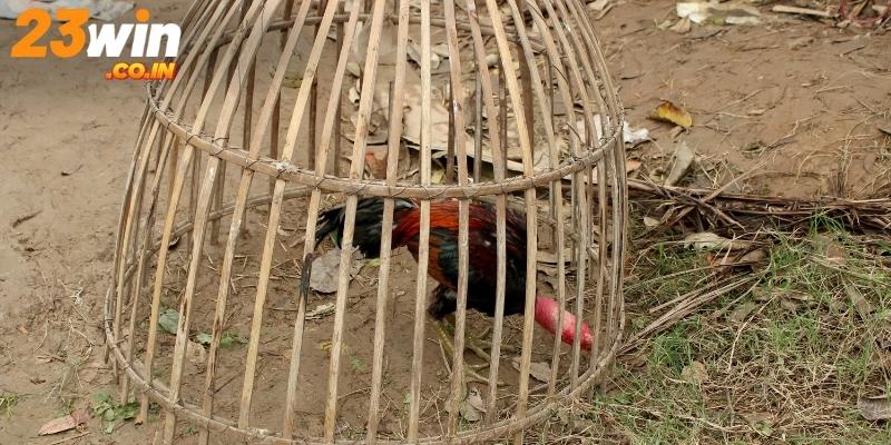 Nắm rõ cách nuôi gà đá từ khâu chọn giống